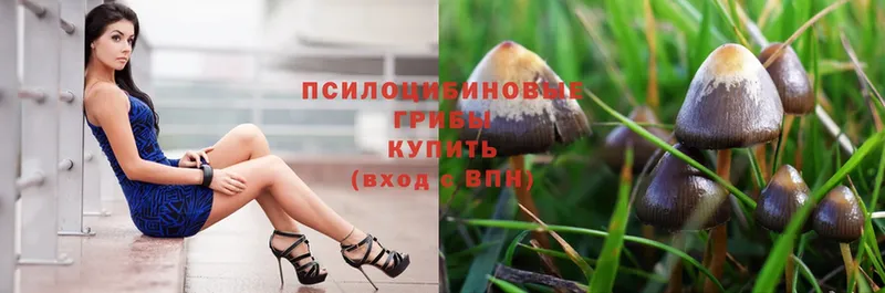 купить закладку  Валдай  Псилоцибиновые грибы Psilocybe 